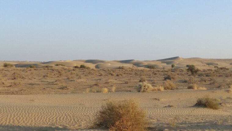 Sanddünen und natürliche Vegetation der Thar-Wüste