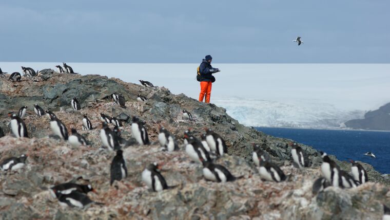 Census of Pinguins